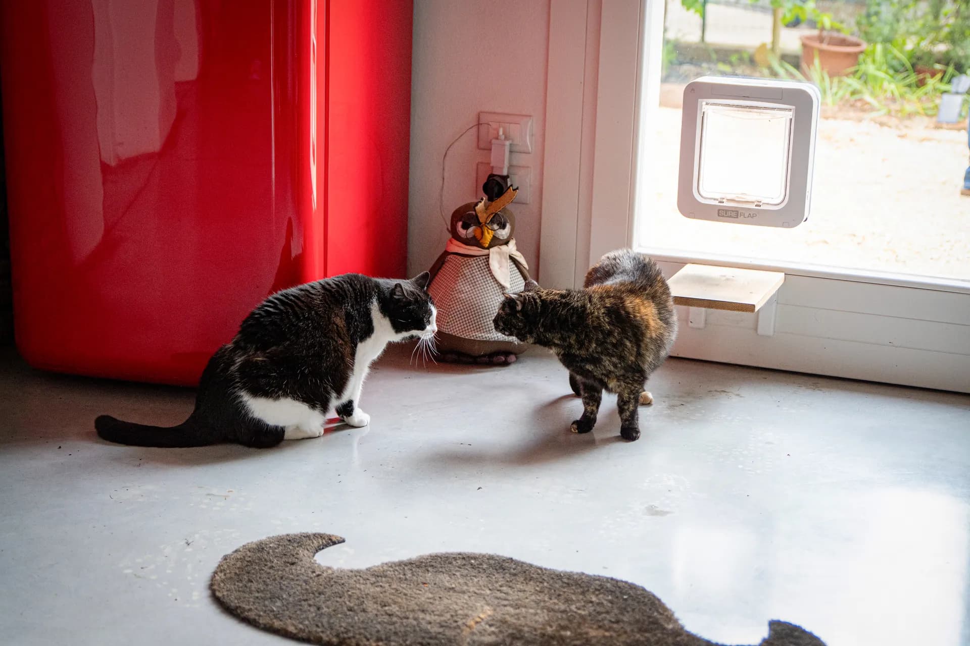 Due gatti del B&B Zucchero sui Baffi si incontrano in corridoio
